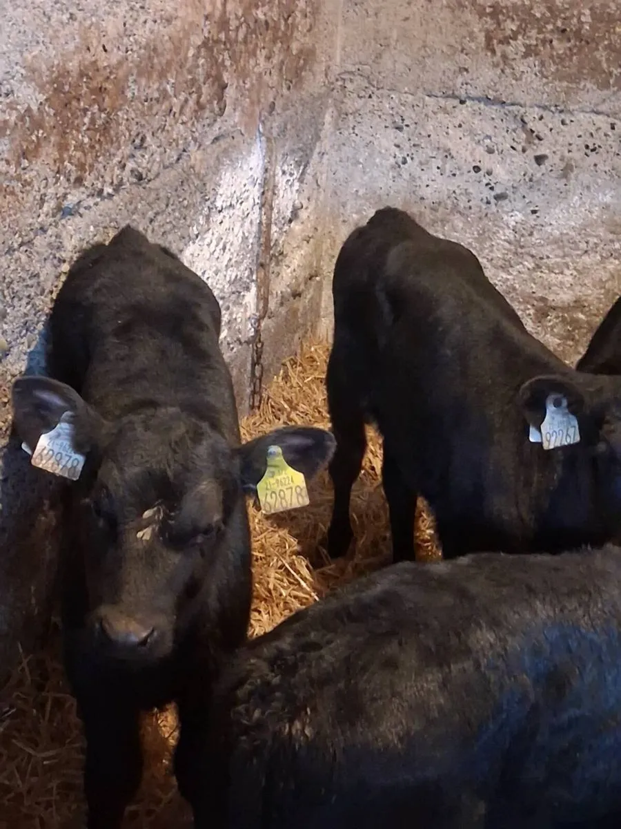 🔥TOP QUALITY ANGUS HEIFER CALVES🔥 - Image 4