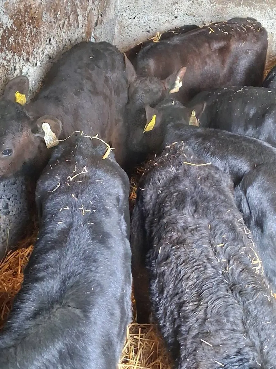 🔥TOP QUALITY ANGUS HEIFER CALVES🔥 - Image 3