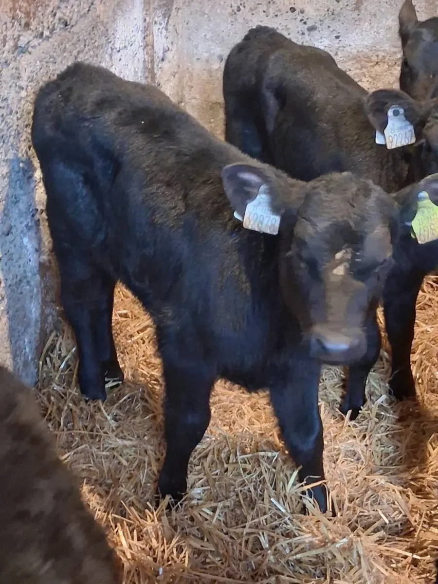 🔥TOP QUALITY ANGUS HEIFER CALVES🔥 - Image 1