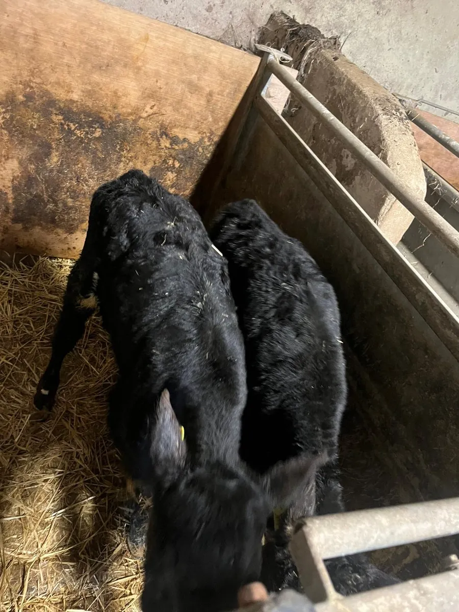 Angus heifer and  speckled park bulls - Image 1