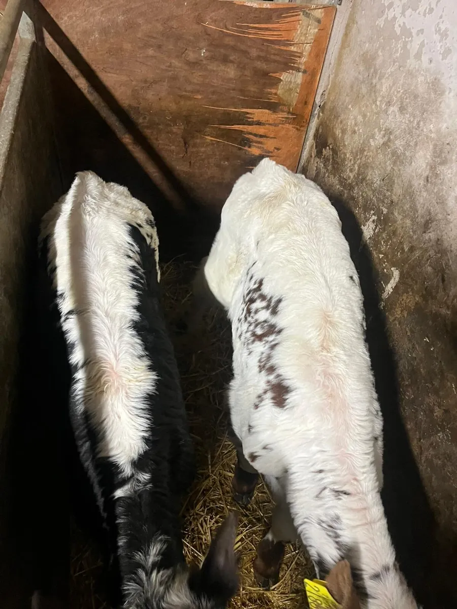 Angus heifer and  speckled park bulls - Image 2