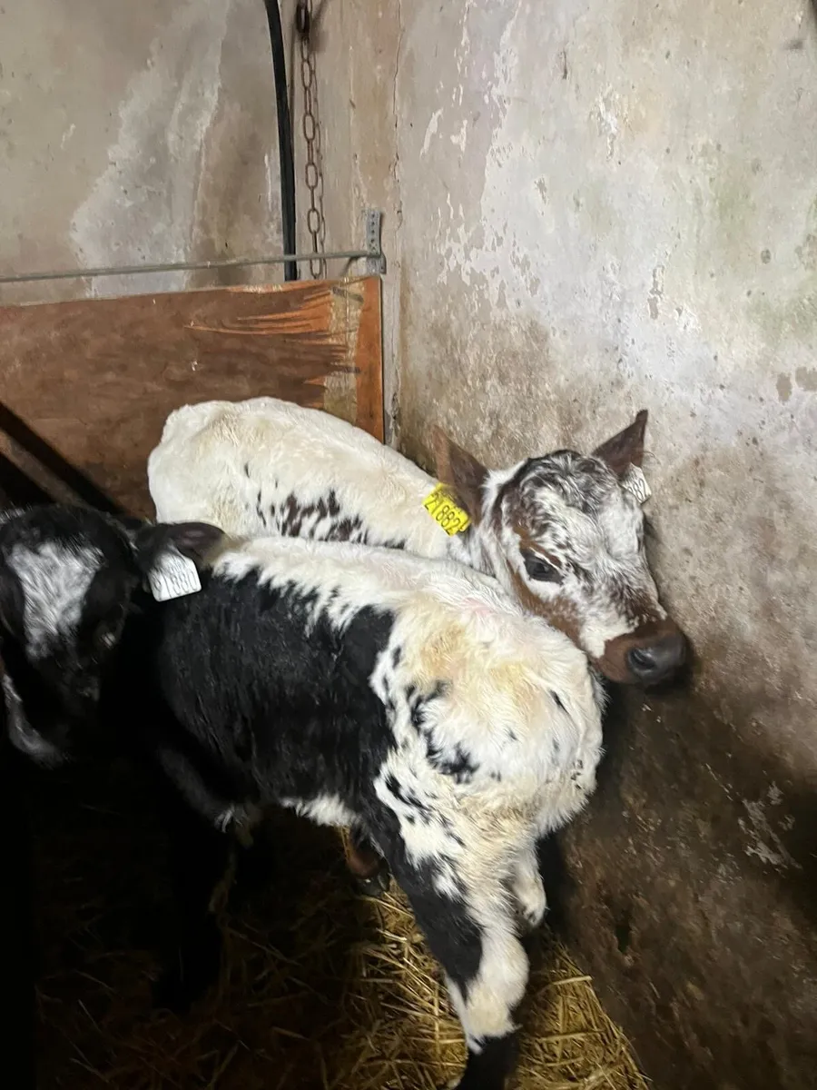 Angus heifer and  speckled park bulls - Image 3