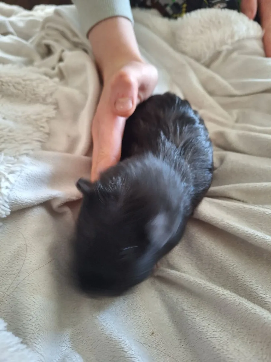 Guinea pig - Image 1