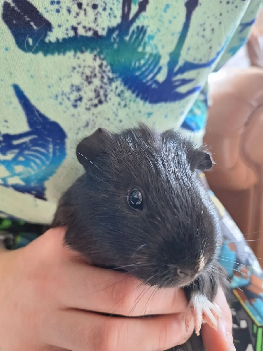 Guinea pig - Image 2