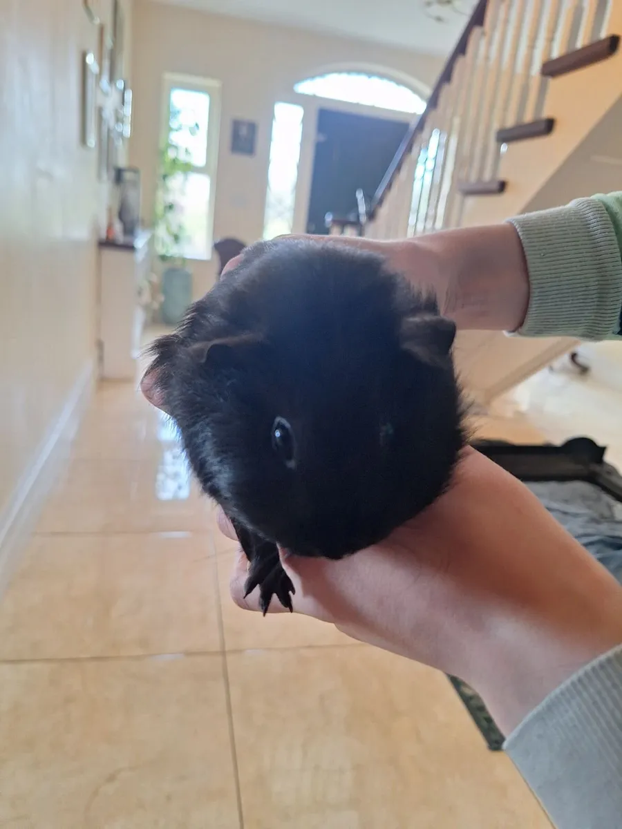 Guinea pig - Image 3