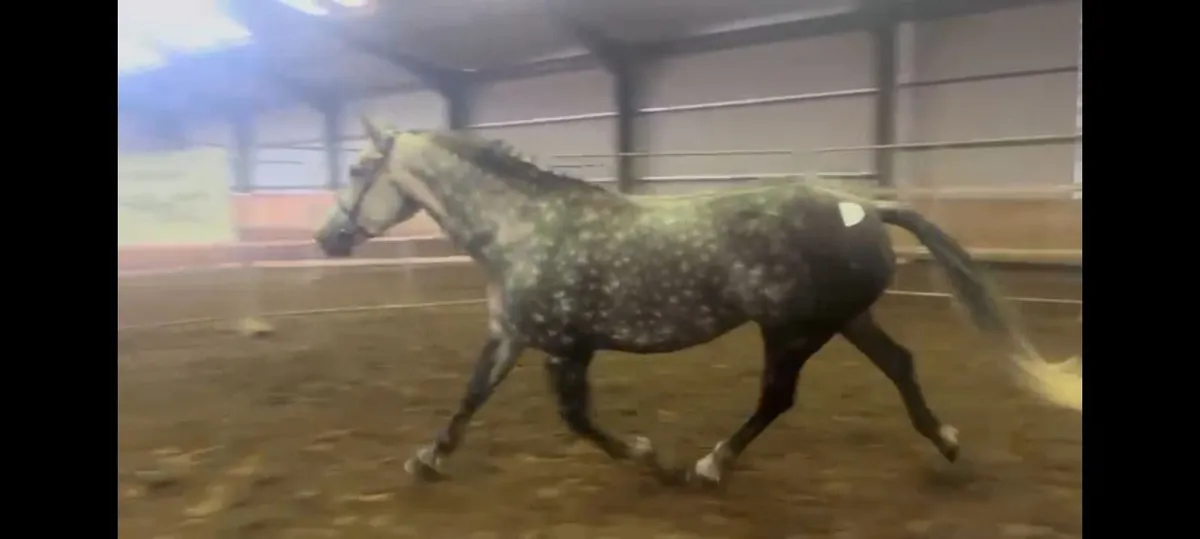 Irish Draught mare class 1 - Image 1