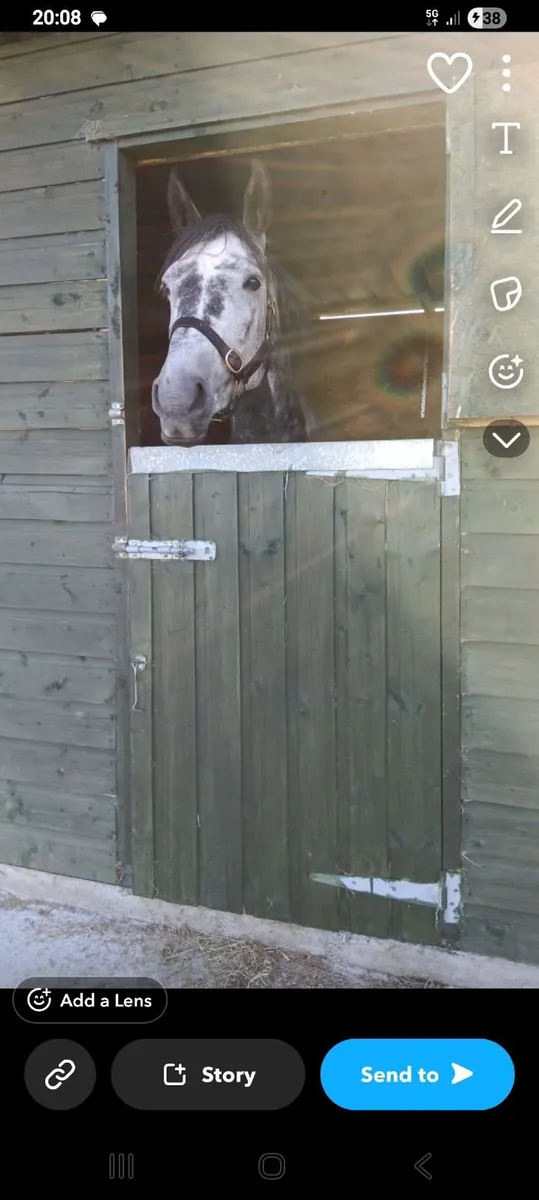 Irish Draught mare class 1 - Image 2