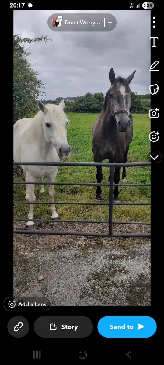 Irish Draught mare class 1 - Image 3