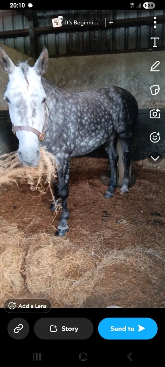 Irish Draught mare class 1 - Image 4