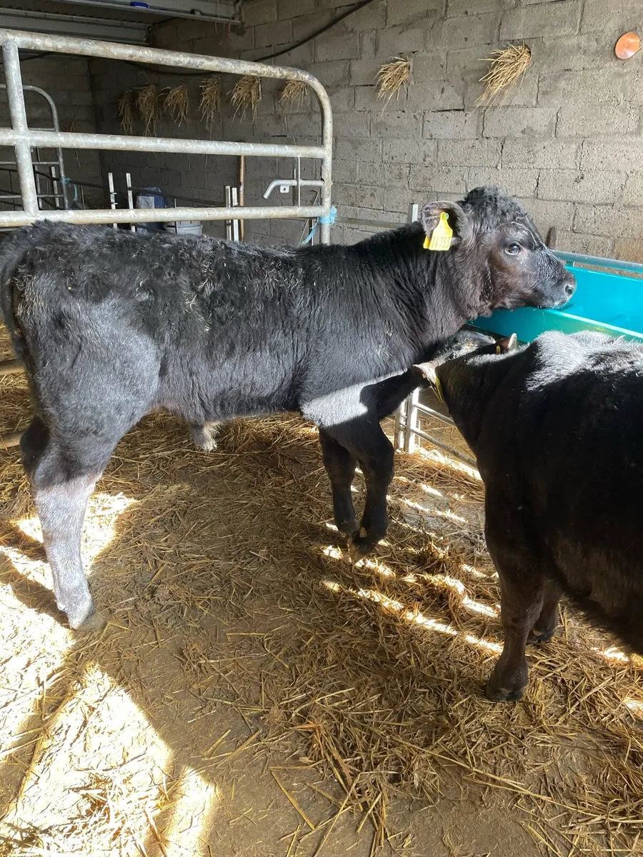 Reared Angus bulls - Image 1