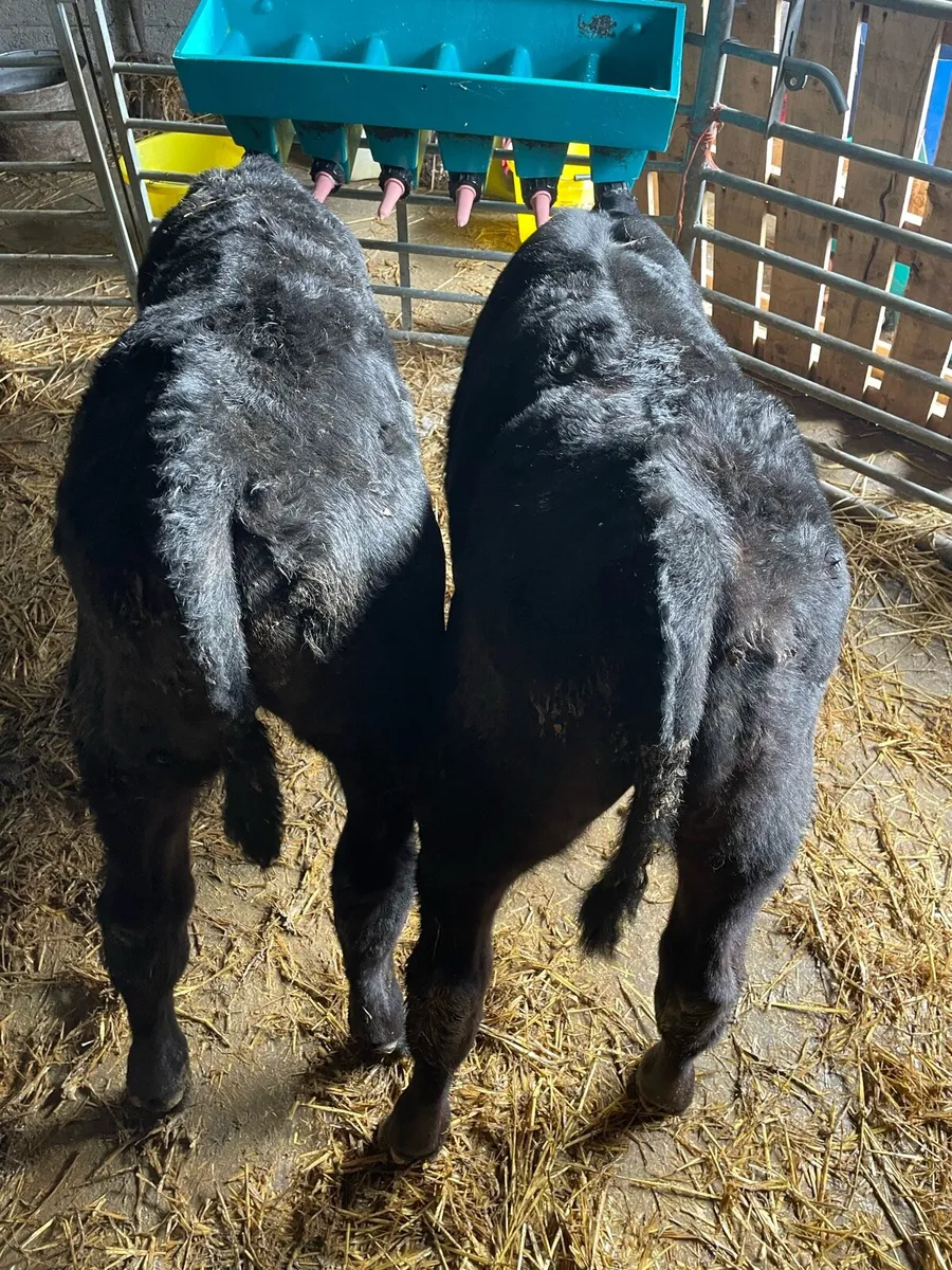 Reared Angus bulls - Image 2