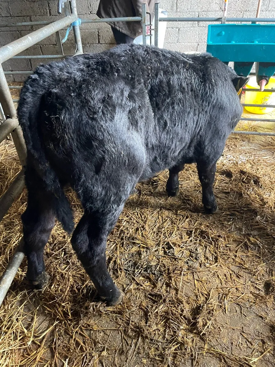 Reared Angus bulls - Image 3