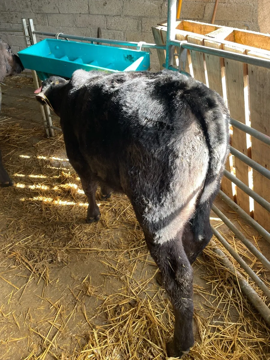 Reared Angus bulls - Image 4