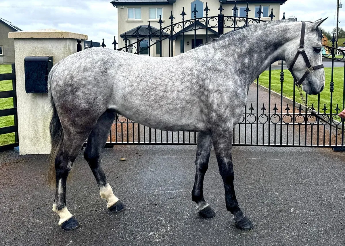 Reg Connemara Gelding - Image 1