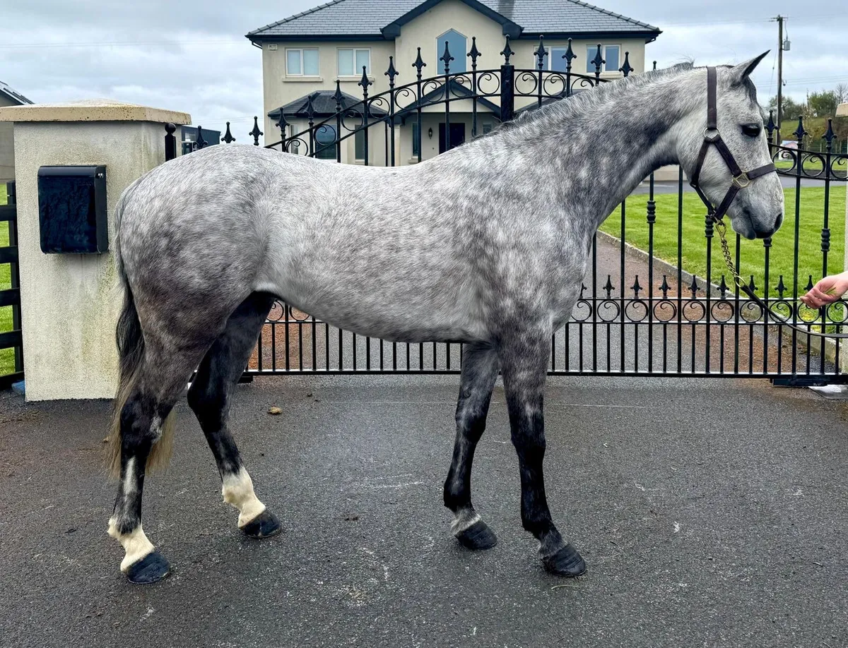 Reg Connemara Gelding - Image 2