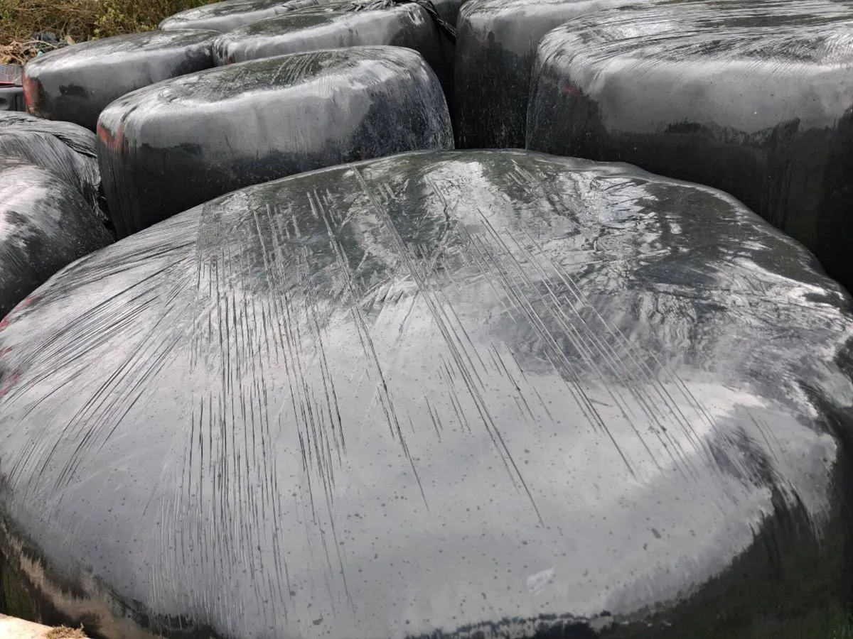 40 Bales of First cut silage - Image 1