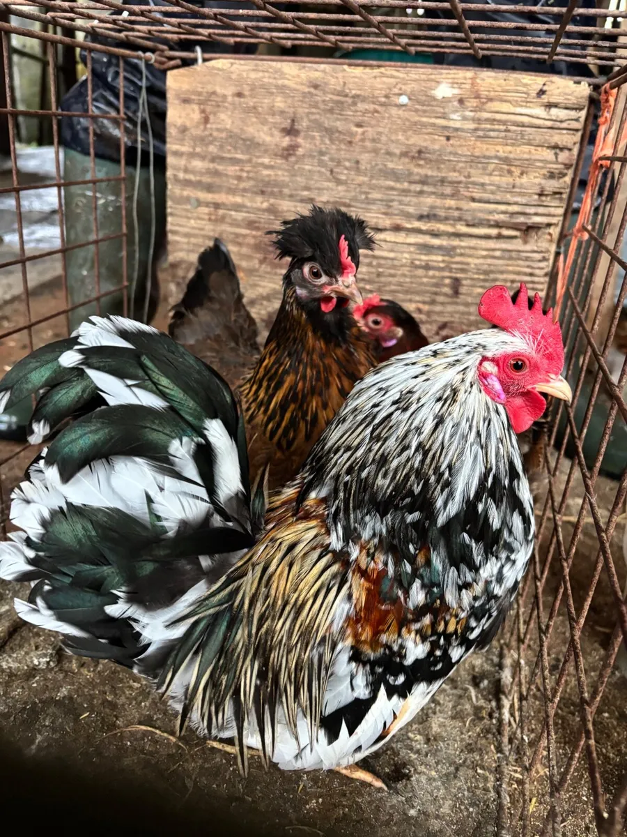 Trio of Bantams - Image 2