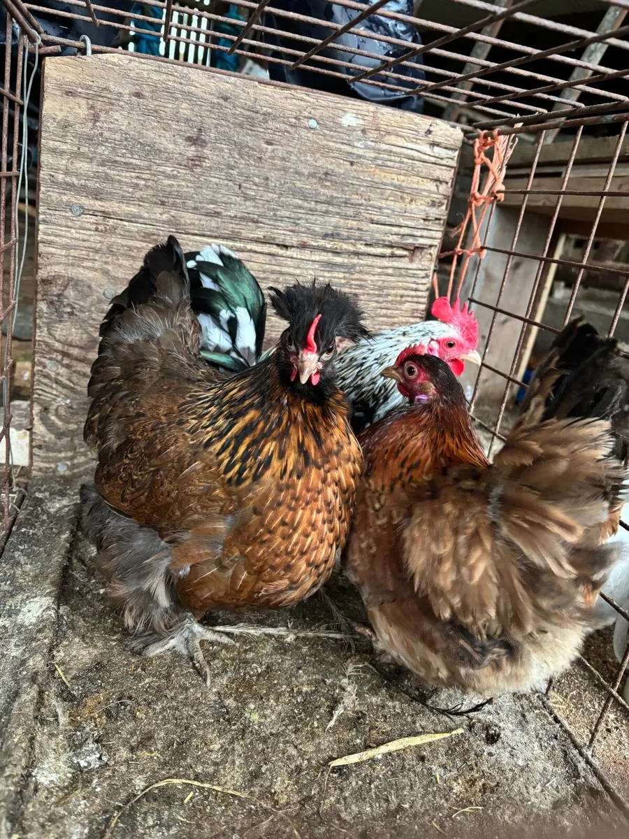 Trio of Bantams - Image 4
