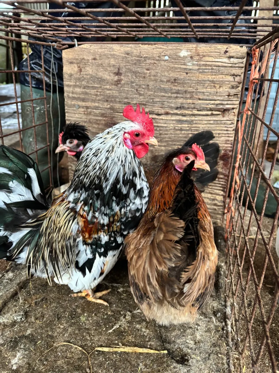Trio of Bantams - Image 3