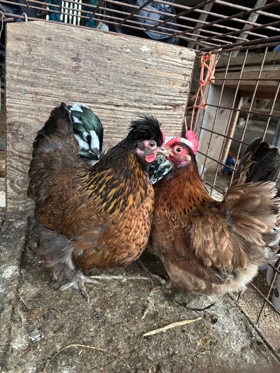 Trio of Bantams - Image 1