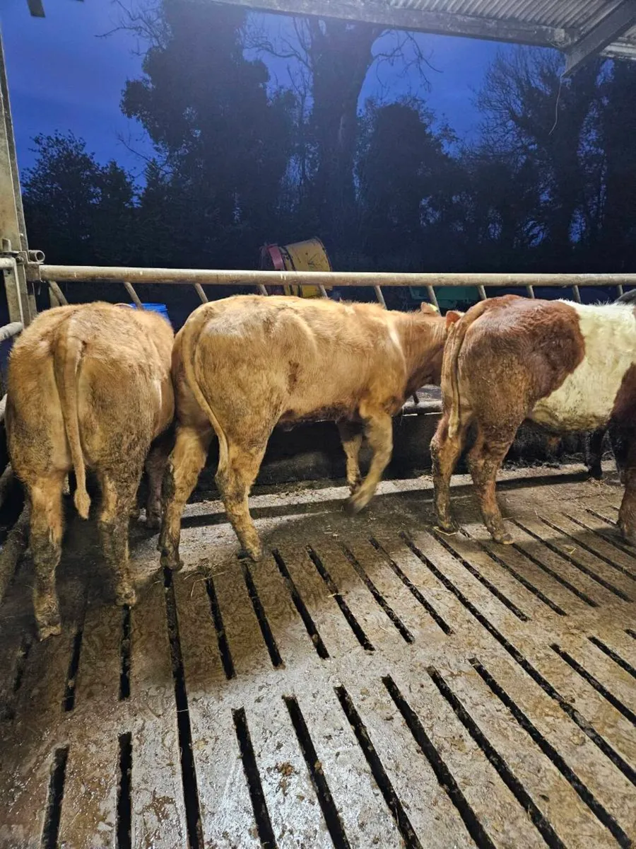 Organic Heifers - Image 2