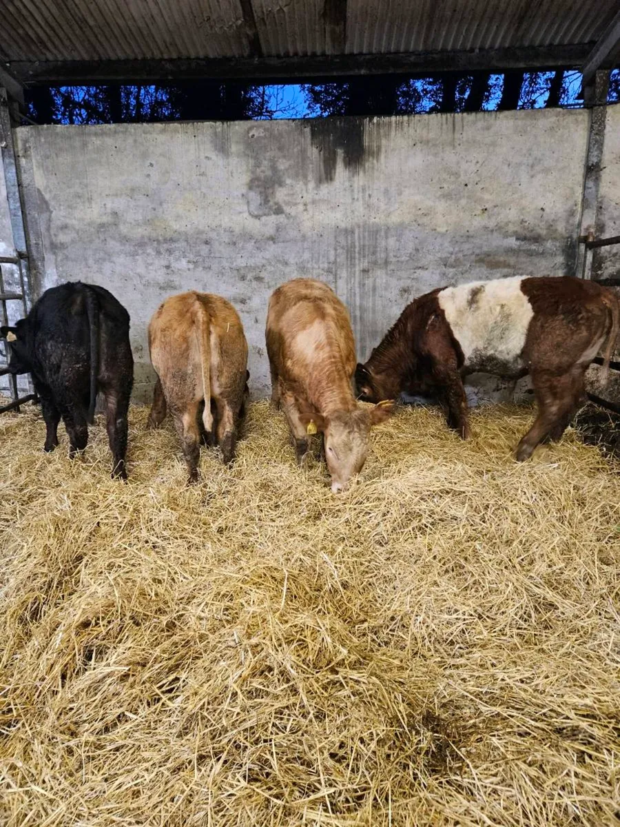 Organic Heifers - Image 3