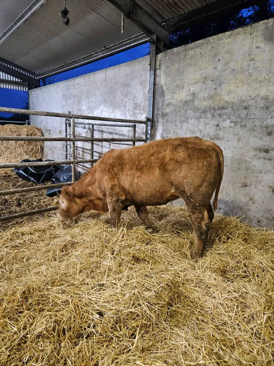 Organic Heifers - Image 4
