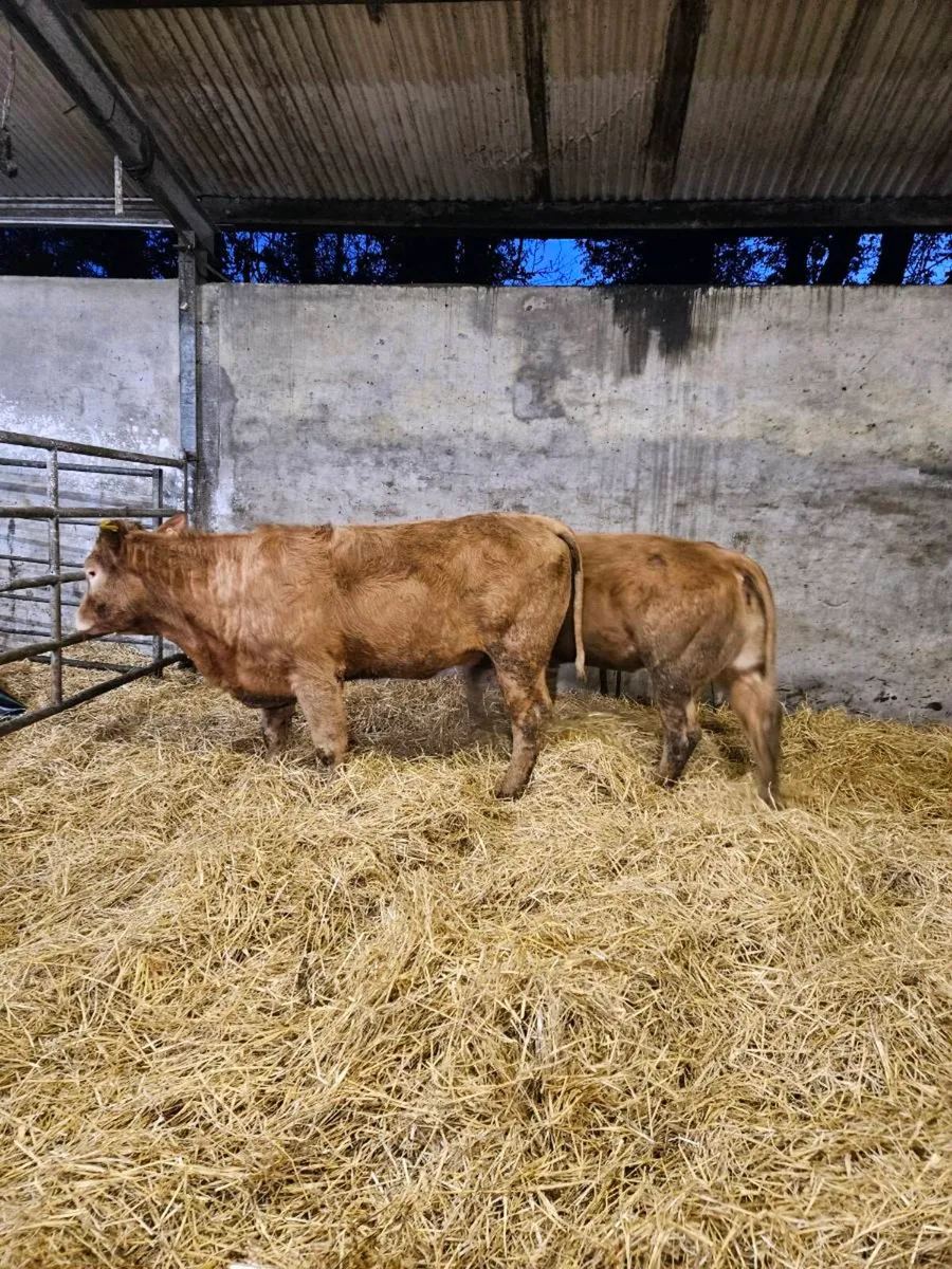 Organic Heifers - Image 1