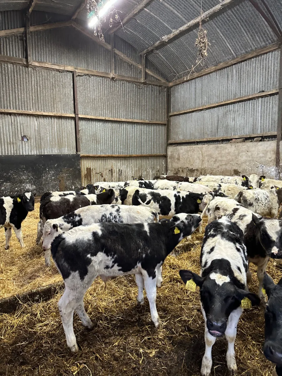 Blue bulls - Image 2