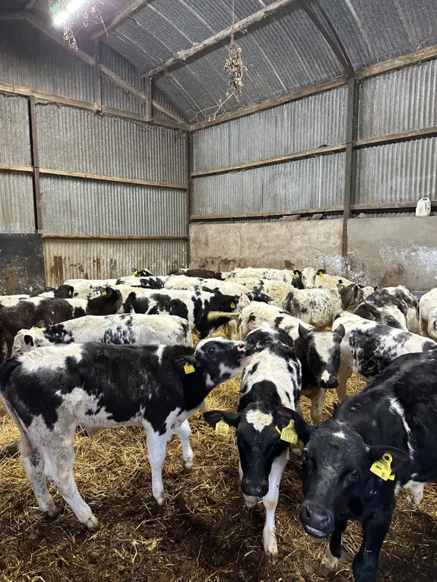 Blue bulls - Image 1