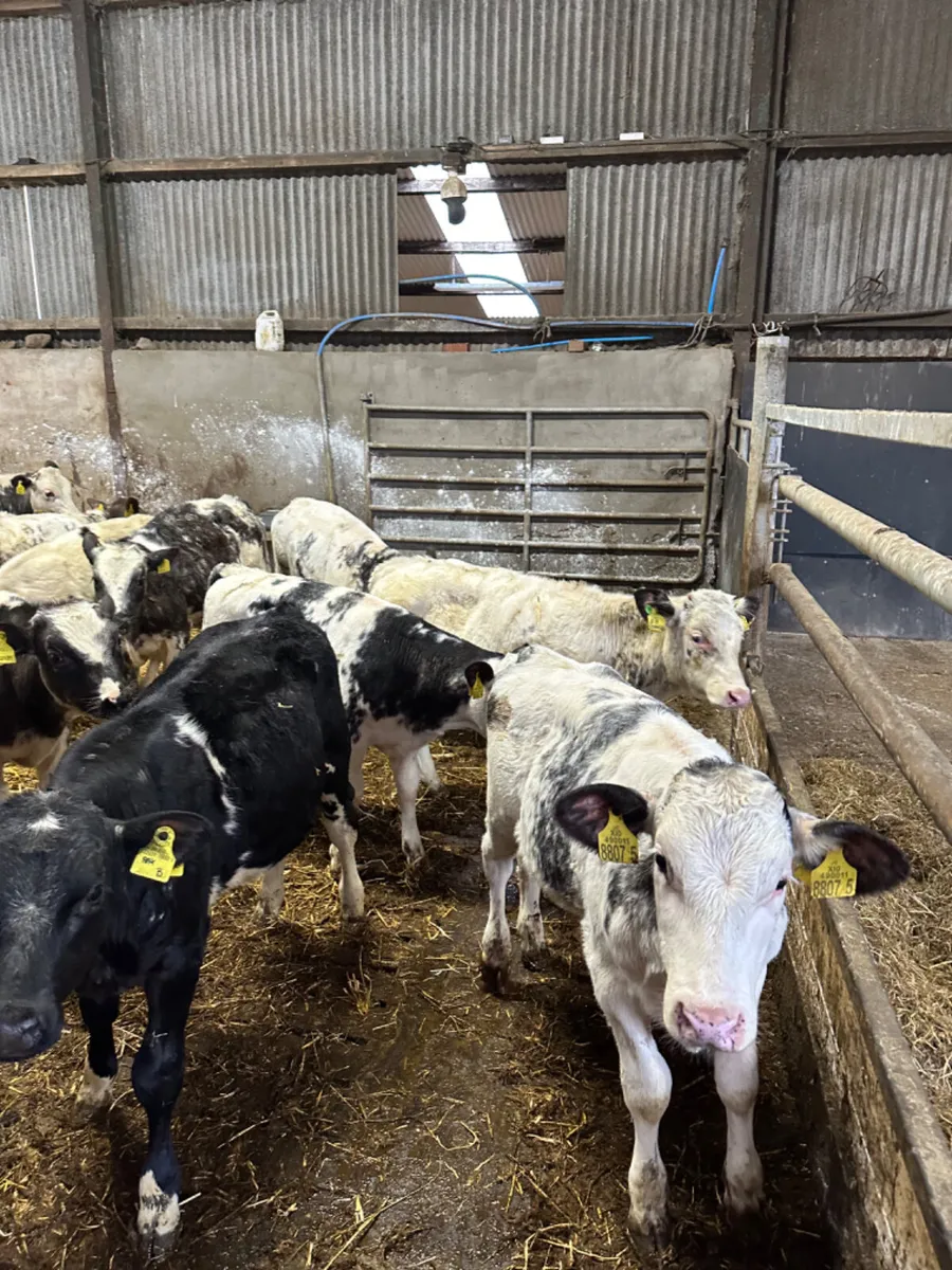 Blue bulls - Image 3