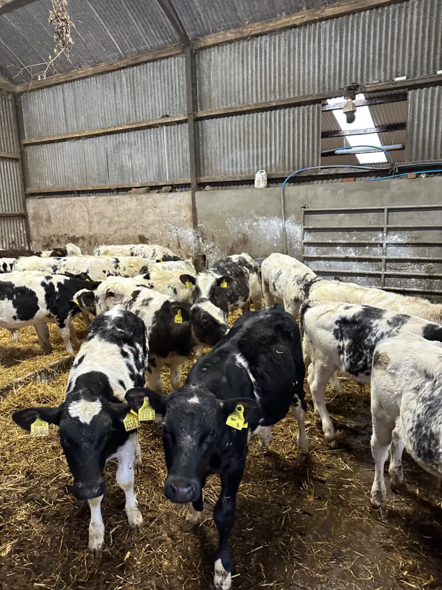 Blue bulls - Image 4