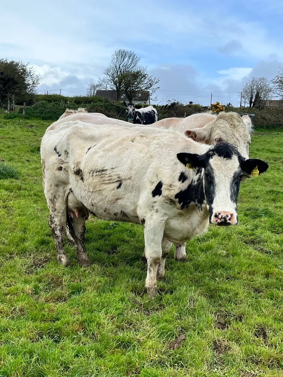 Suckler Cows & Charolais Calves - Image 3