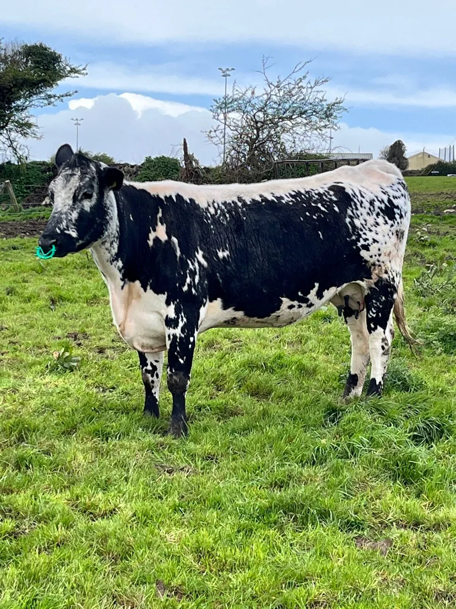 Suckler Cows & Charolais Calves - Image 4