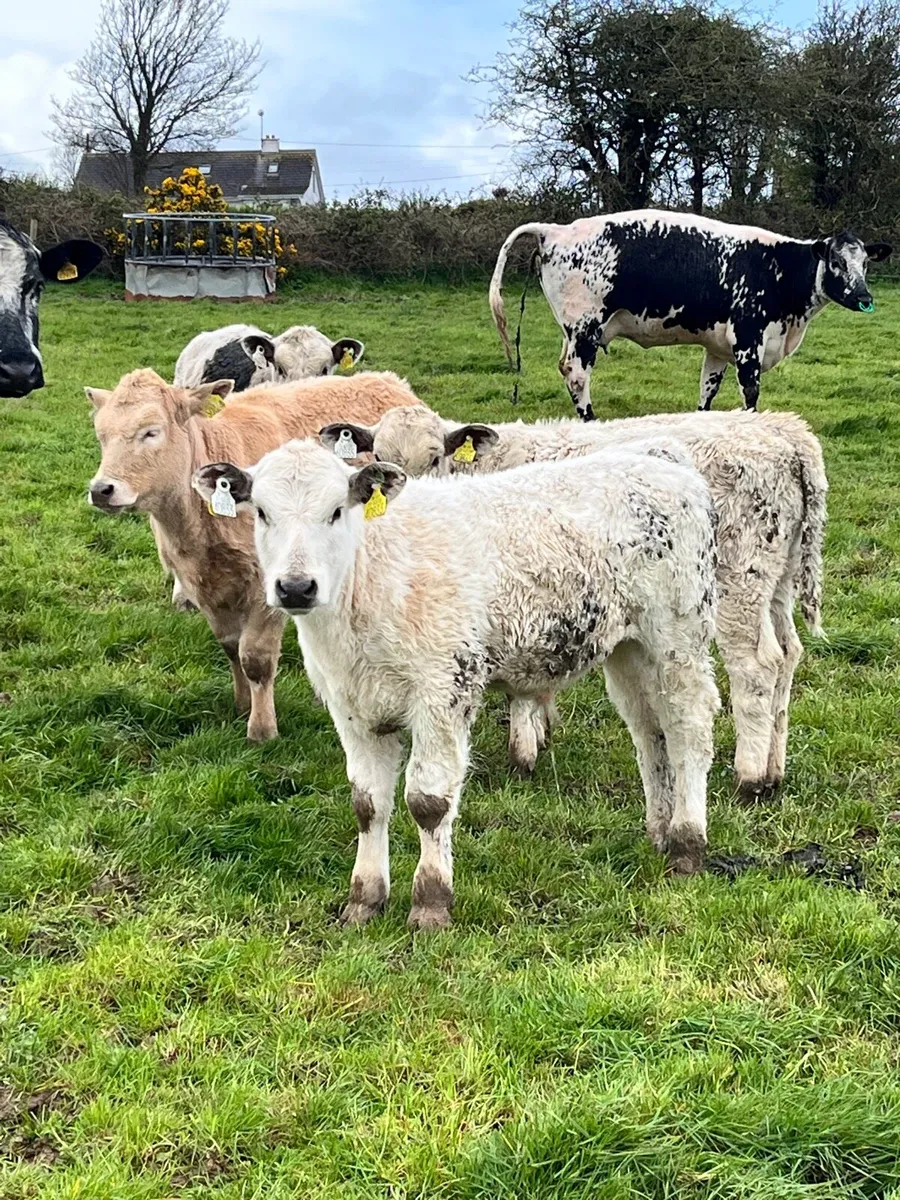 Suckler Cows & Charolais Calves - Image 1