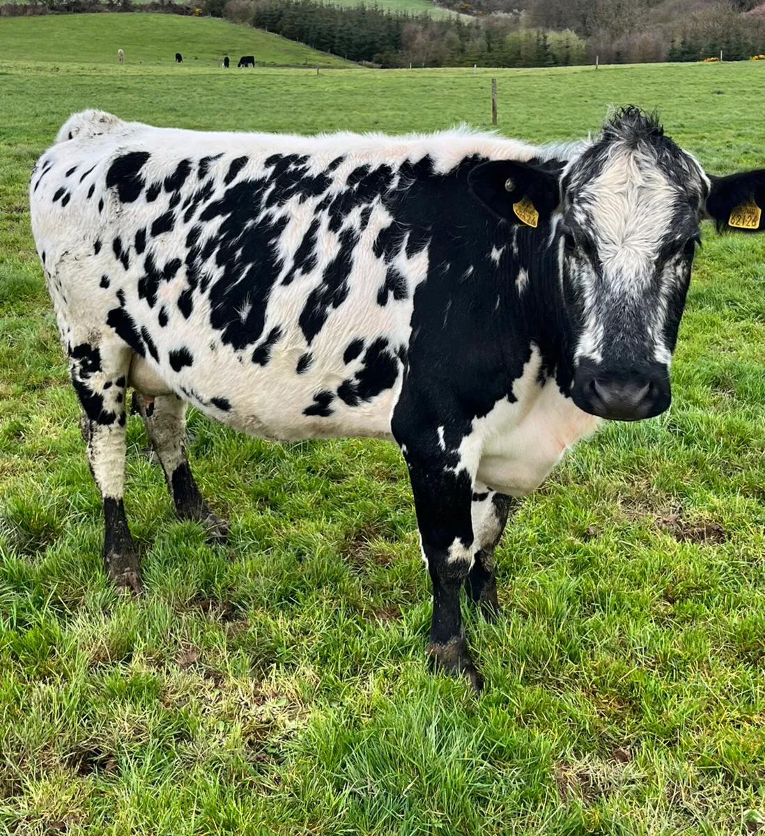 Suckler Cows & Charolais Calves - Image 2