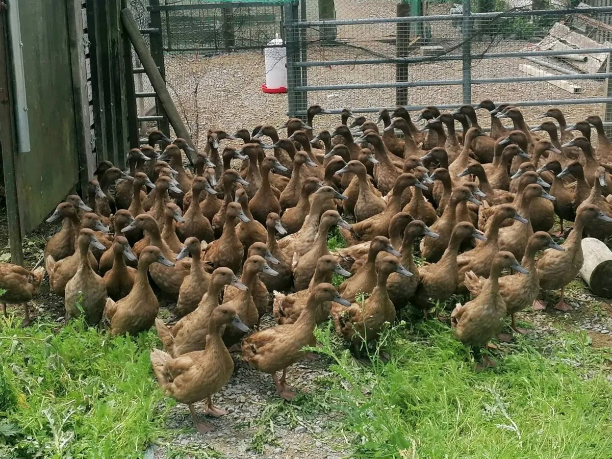 Hens and khaki Campbell ducks - Image 2