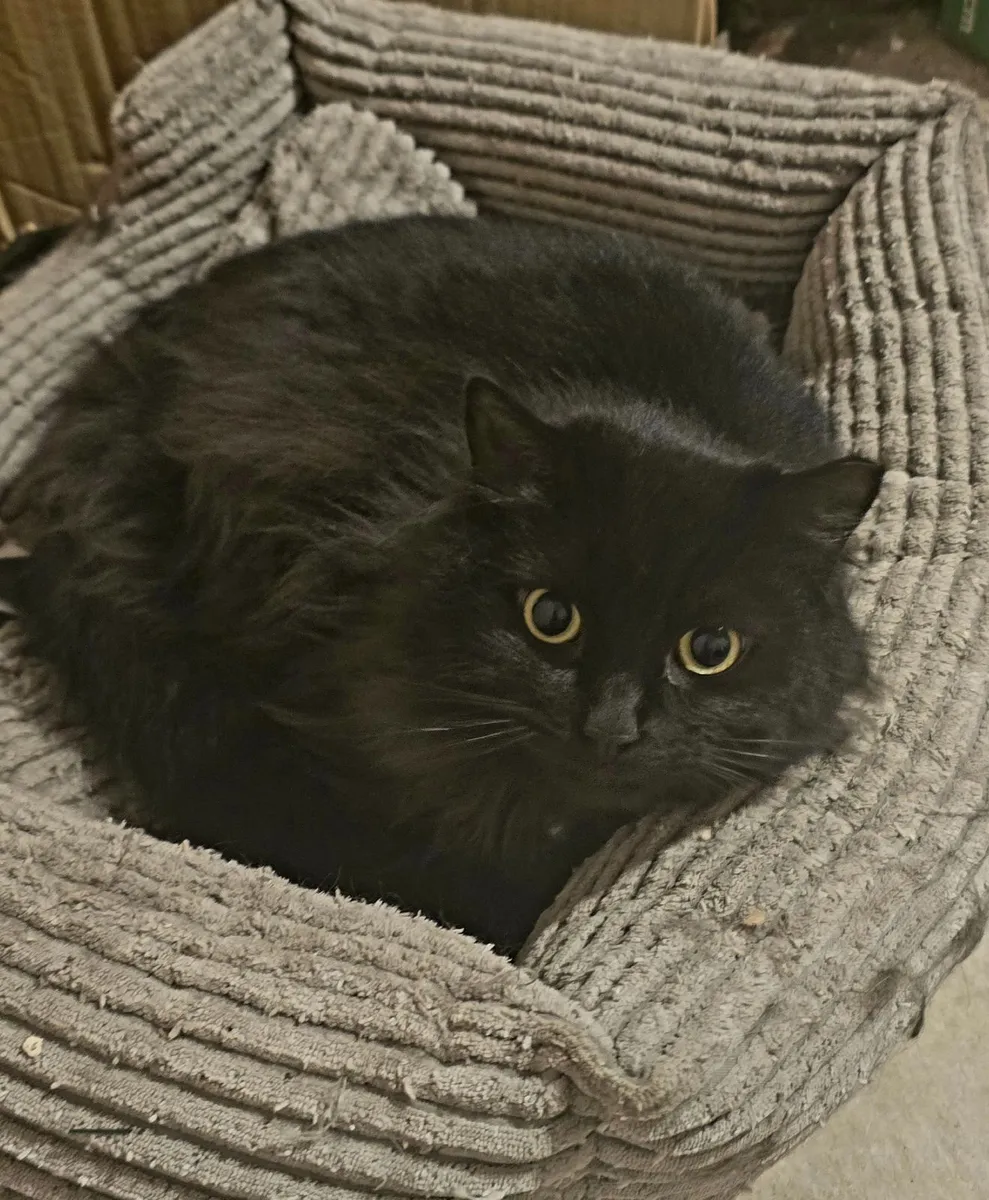 Cat - Free to good home only - Image 1