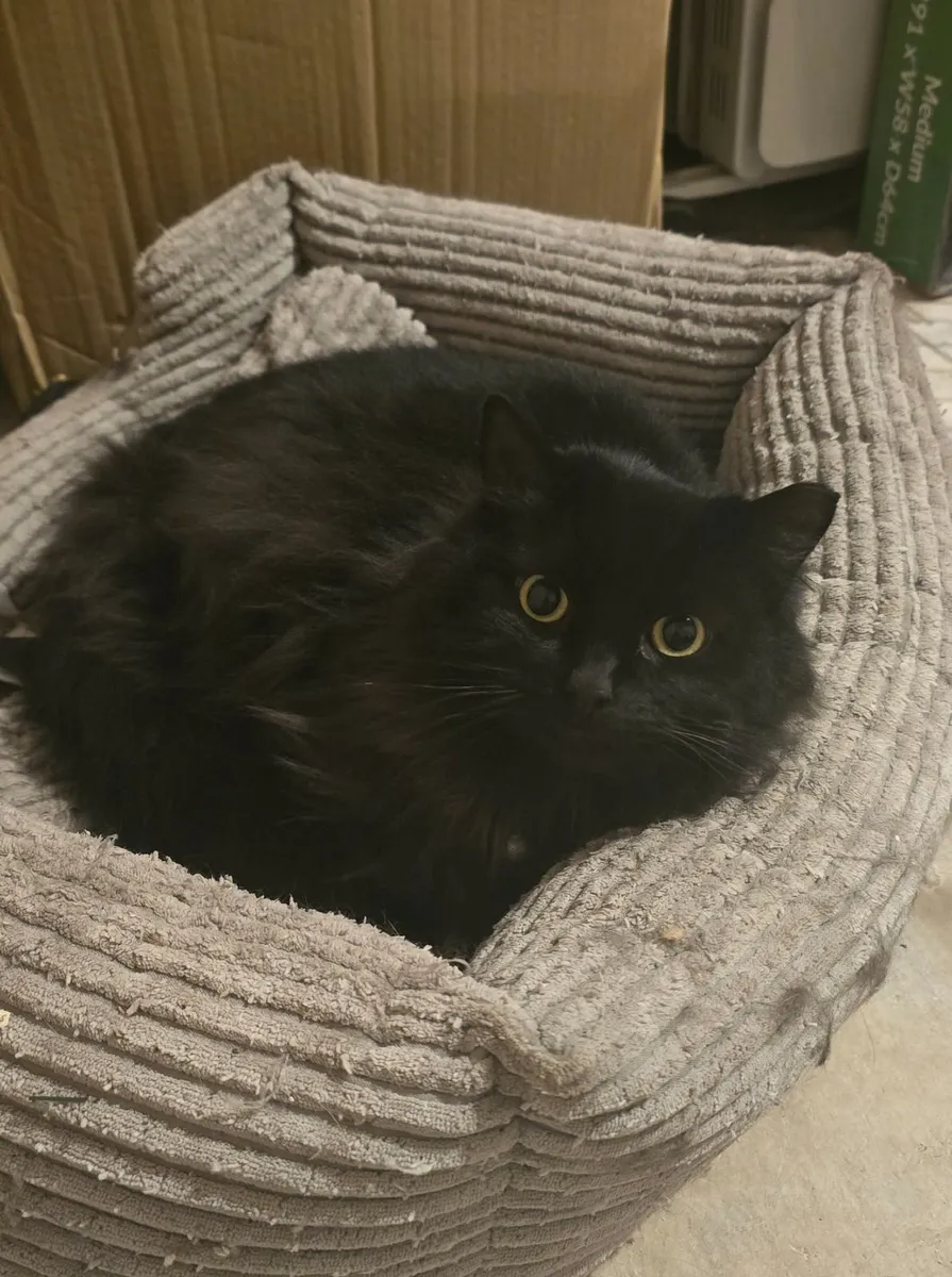 Cat - Free to good home only - Image 2