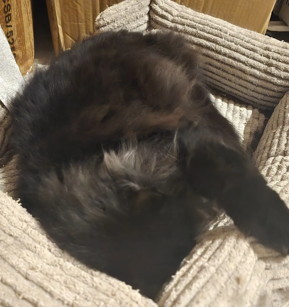 Cat - Free to good home only - Image 3