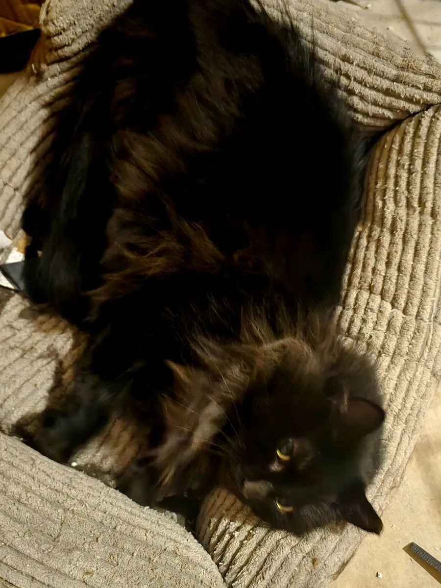 Cat - Free to good home only - Image 4