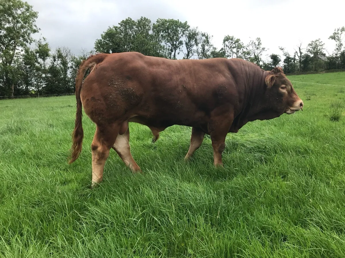 Pedigree Limousin Bull