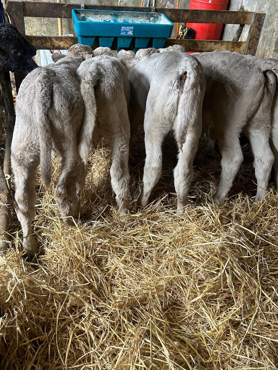 🌟5 Quality Charlaois heifer calves  5star🌟 - Image 2