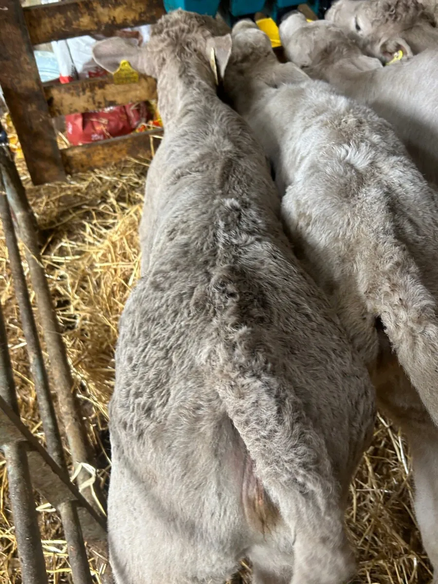 🌟5 Quality Charlaois heifer calves  5star🌟 - Image 4