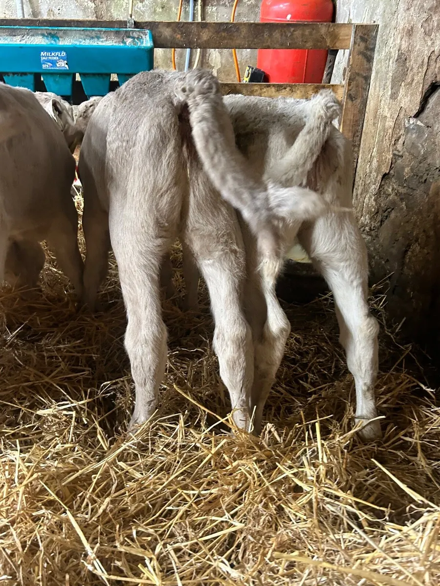 🌟5 Quality Charlaois heifer calves  5star🌟 - Image 3