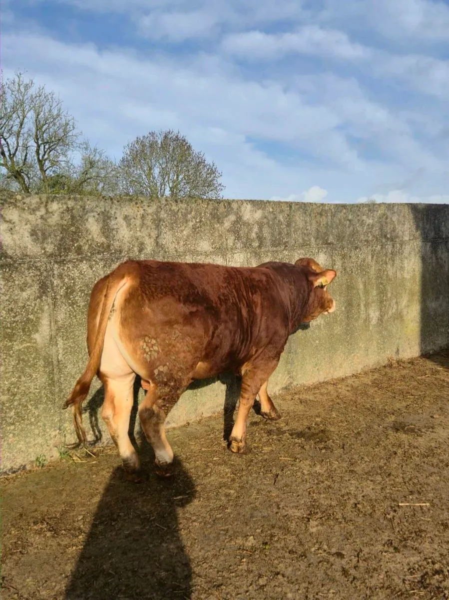 PB limousin bull - Image 3