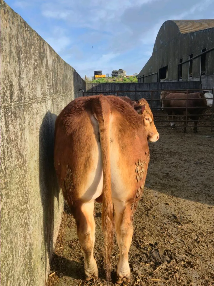 PB limousin bull - Image 4