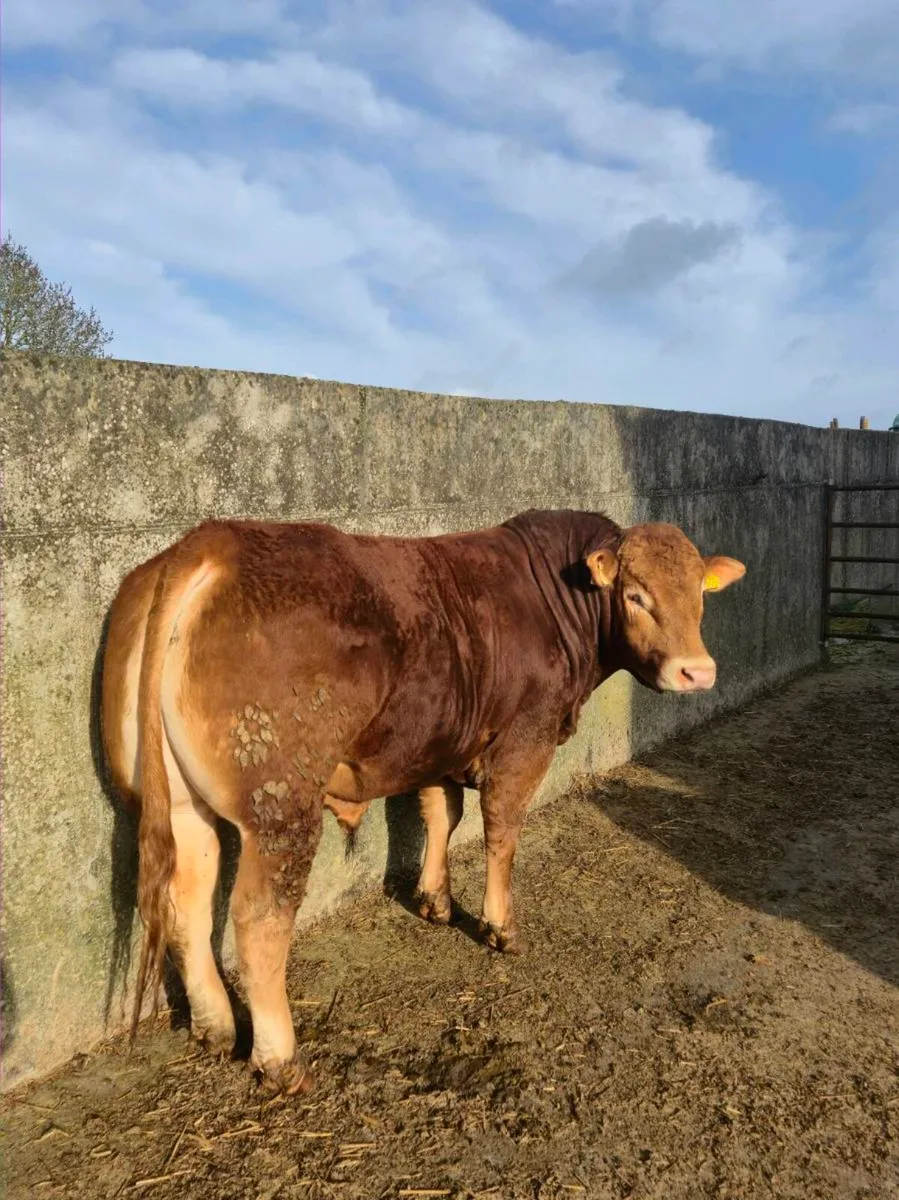 PB limousin bull - Image 1