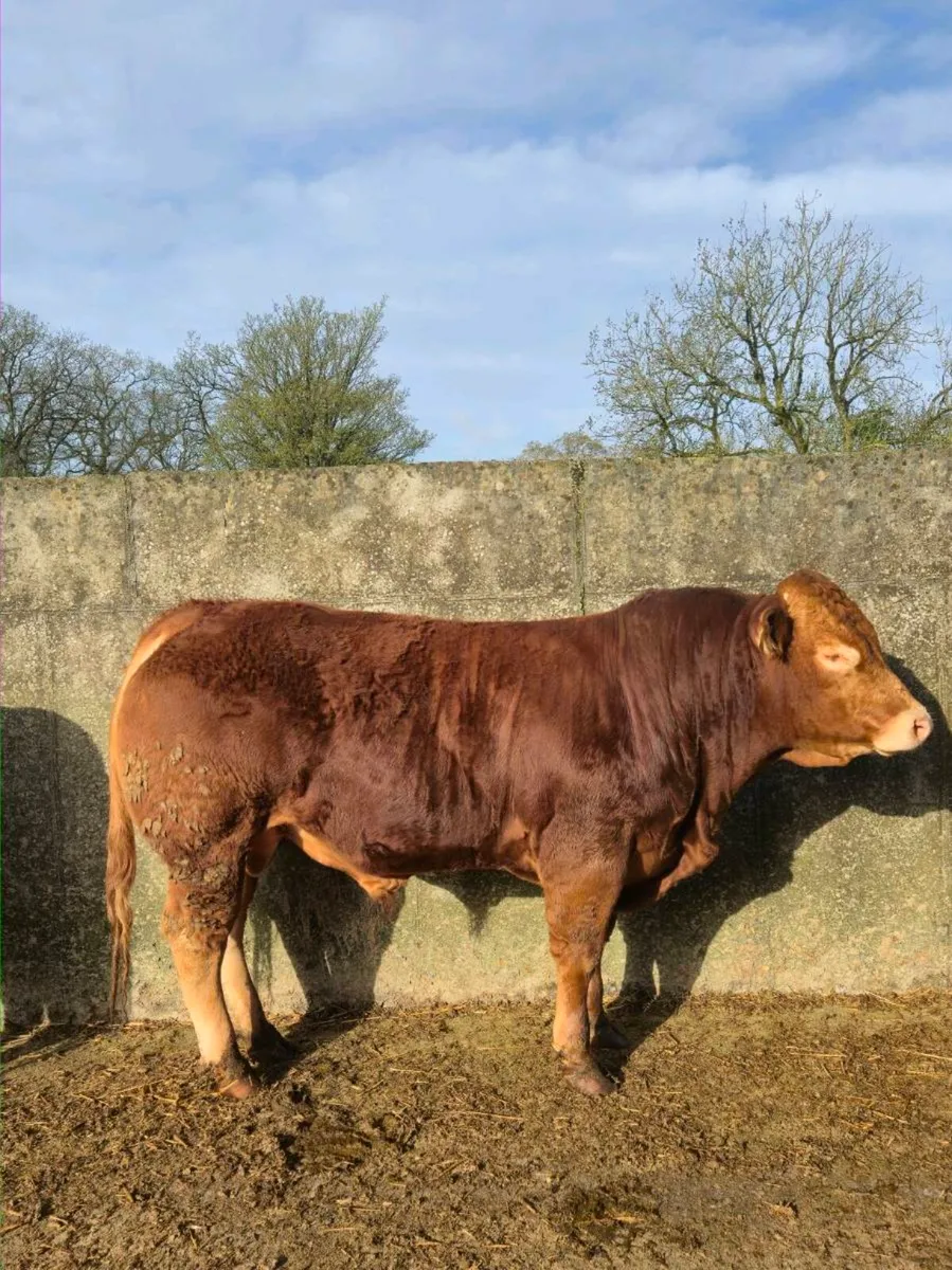 PB limousin bull - Image 2