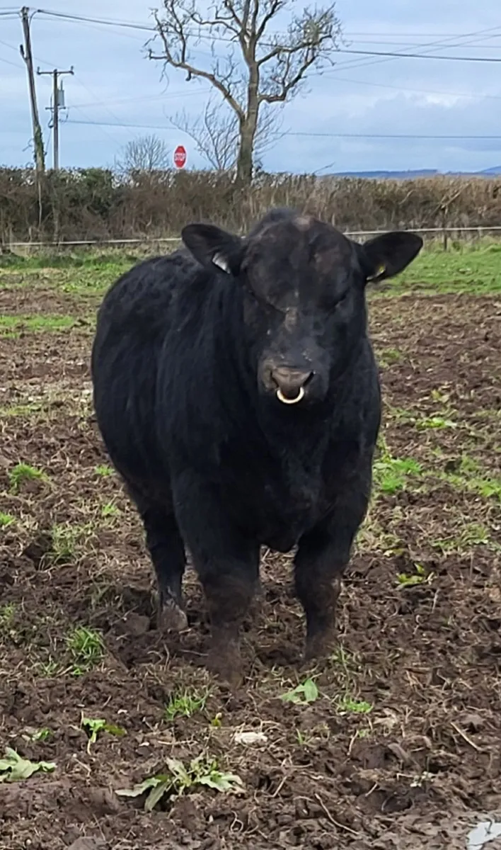 Pedigree Registered Angus Bull - Image 1